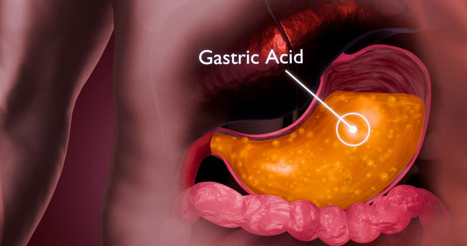 Stomach Acid and Digestive Process in Human Anatomy Cutaway for Gastroenterology Concept – 3D Rendering