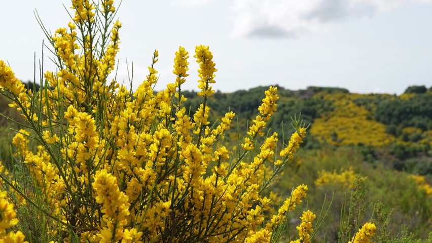 Bright yellow flowers sway gently in the breeze, with rolling hills covered in vegetation in the background