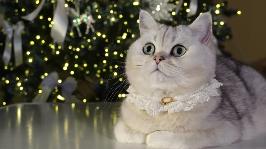 Curious cat in festive holiday setting with sparkling christmas lights