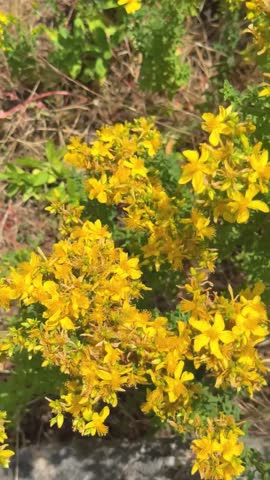 Yellow St John’s Wort flowers blooming in the wild under summer sun, medicinal herb close-up vertical video