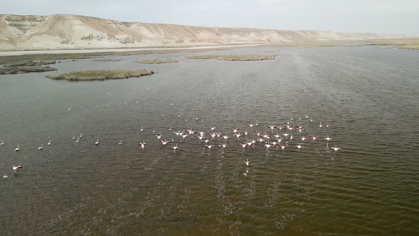 Aerial view slow motion of flamingos taking off, wings beating slowly above the surface. Water splashes as birds begin to rise. The landscape moves gently in the background. Nature is undisturbed