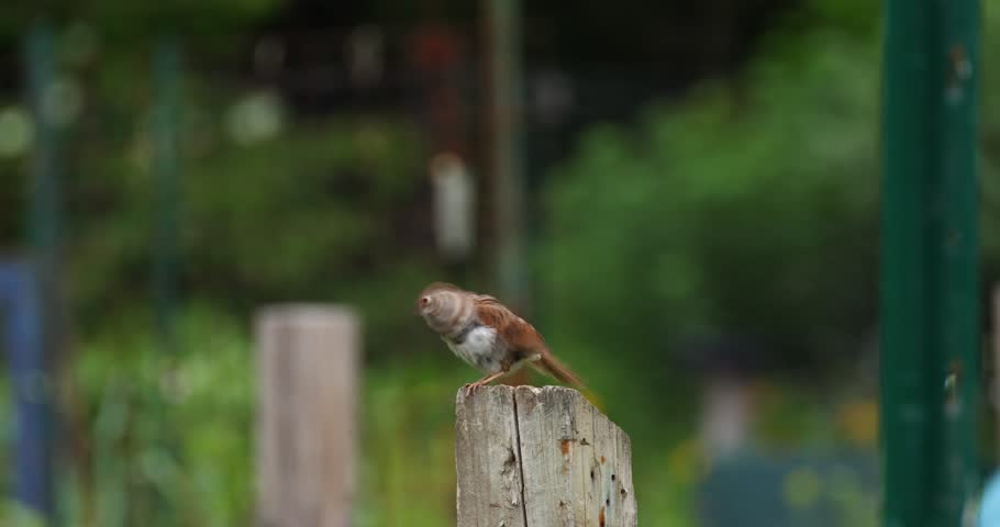 Close up of a song sparrow sitting on a wooden post, cleaning itself. Relaxing nature scene.