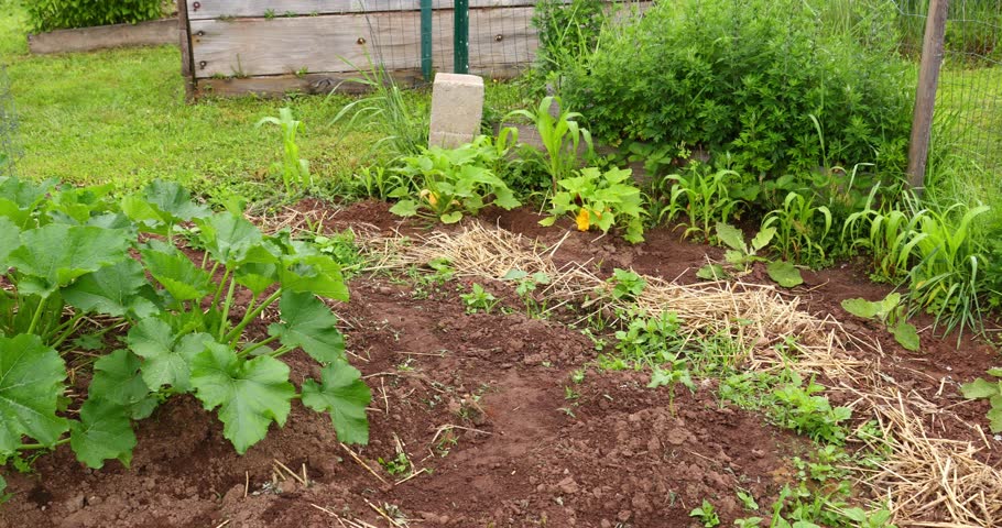 A garden plot with squash, corn, and a straw mulch on a cloudy day. Growing vegetables.