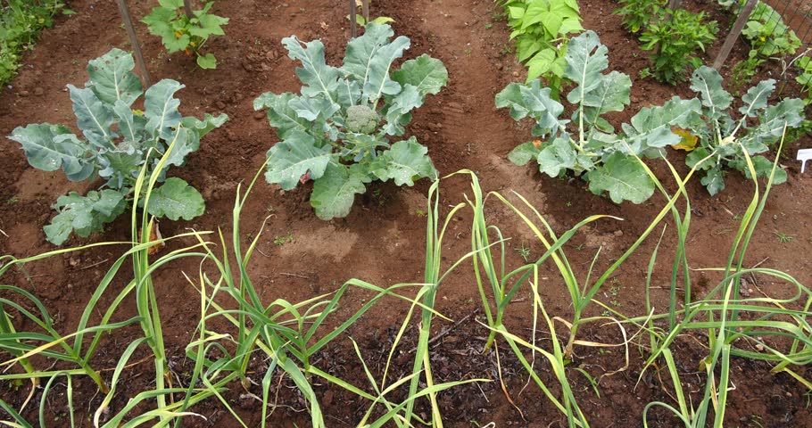 Rows of broccoli, garlic, and beans growing in a home vegetable garden.