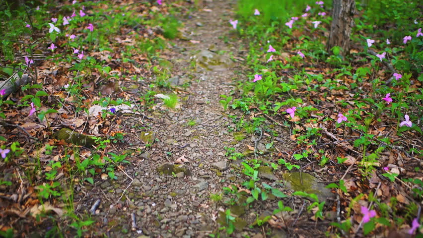 Pink colorful wild trillium wildflowers and violet flower closeup with hiking trail forest path in Virginia Blue Ridge Mountains of Wintergreen
