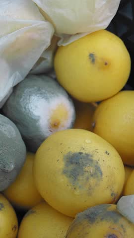 Moldy fruits observed in a local market during a warm afternoon