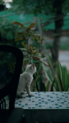 cat on the window , cat on the home , Cat sitting on the front porch