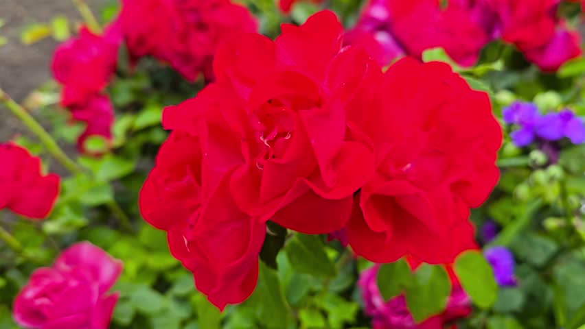 Rose bushes in the city park. Variety of rose varieties and colors. Suitable for postcards and puzzles. Beautiful flowers