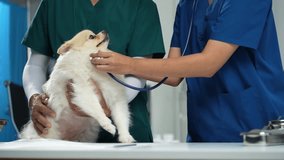 Examine the veterinarian's breath in work clothes, listen to the breath of a small dog, veterinary clinic, pet care concept.	 - Powered by Shutterstock - Get 15% off with code: PIKWIZARD15