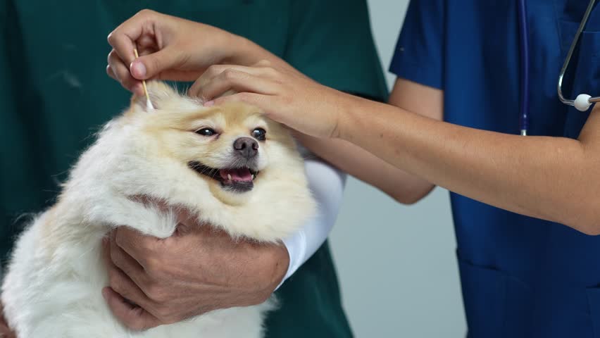 Veterinarians and assistants carefully examine and clean a dog's ears in a clinic, ensuring health, hygiene, and professional care for pets.
