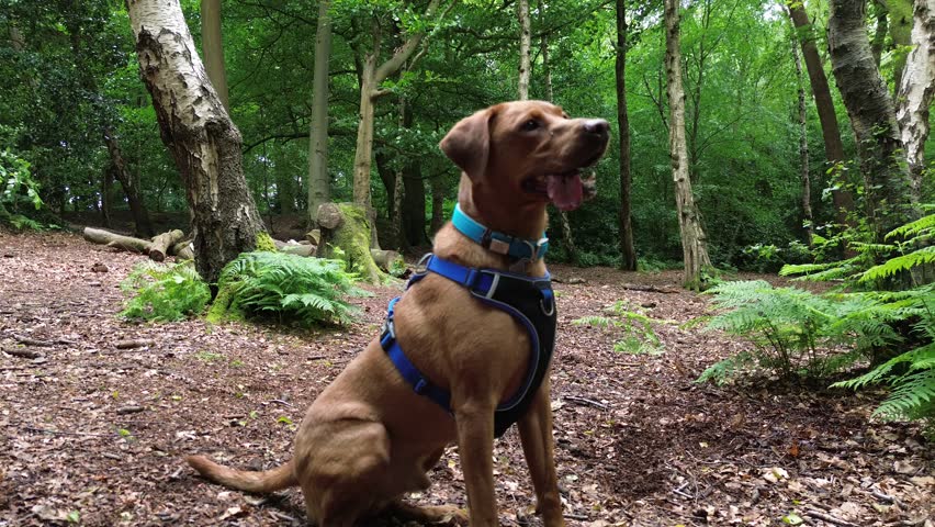 A dog fetching a thrown stick through Storton Woods, Birkenhead, with woodland scenery, Wirral, Merseyside, UK