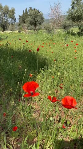 Red poppies blooming in a green meadow with trees in background during springtime video