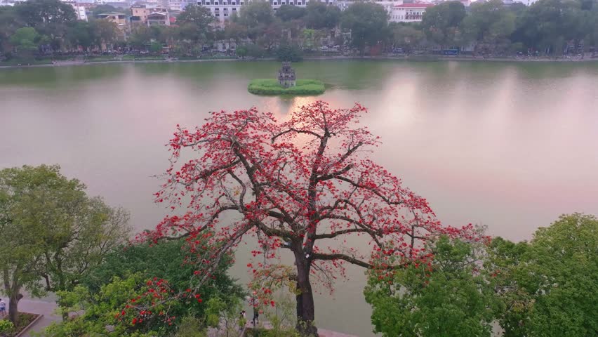 Bright red blossoms frame Hoan Kiem Lake at dawn in Hanoi, Vietnam, showcasing tranquil beauty and nature's elegance