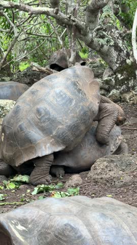 Two Galápagos giant tortoises in a mating interaction on dry terrain. A rare and powerful moment in the wild, showcasing the natural behavior of one of the island’s most iconic species.
