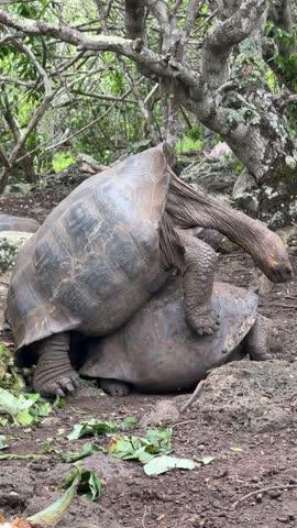 Two Galápagos giant tortoises in a mating interaction on dry terrain. A rare and powerful moment in the wild, showcasing the natural behavior of one of the island’s most iconic species.
