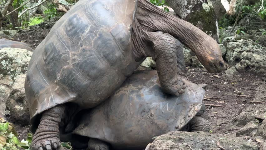 Two Galápagos giant tortoises in a mating interaction on dry terrain. A rare and powerful moment in the wild, showcasing the natural behavior of one of the island’s most iconic species.
