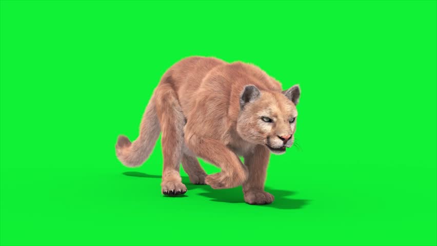 Shutterstock Video