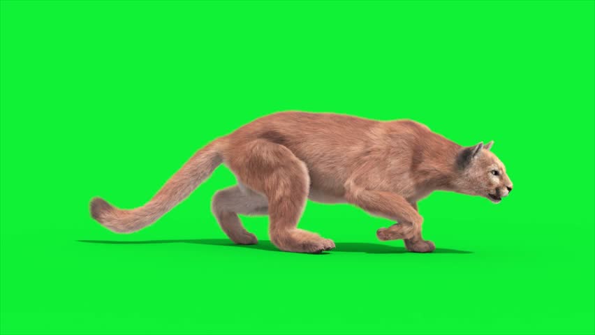 Shutterstock Video