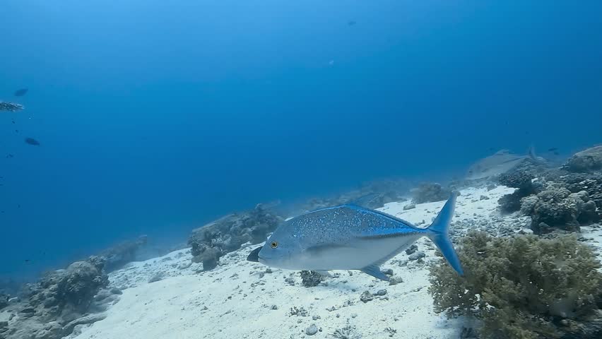 Pair of bluefin trevally (Caranx melampygus) resting on sandy seabed near coral reef, Red Sea. Check my portfolio for more reef and pelagic fish footage.