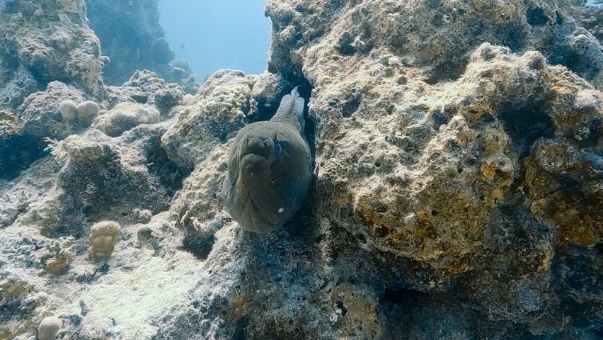 A giant moray eel (Gymnothorax javanicus) peeks out from a reef hole in the Red Sea, baring its powerful conical teeth used to catch and hold slippery prey. Check my portfolio for more moray footage.