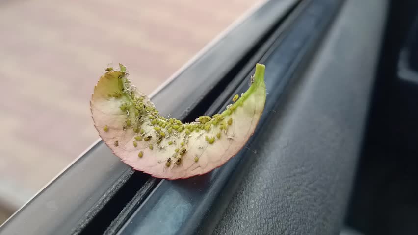 A CloseUp Image of a Caterpillar on a Car Window, Capturing Its Intricate Details and Colors