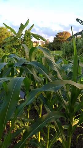 Lush cornfield near a house captured in vibrant detail, ideal for agricultural, real estate, rural living, and farming concepts.