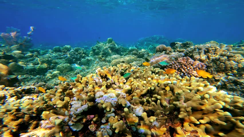 Underwater view of a colorful coral reef with small tropical fish swimming in clear blue water, Raja Ampat, Indonesia.