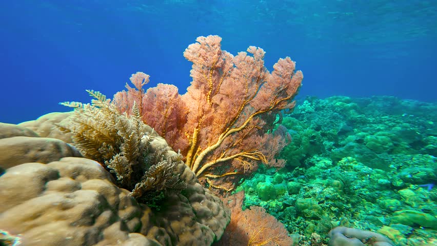A large orange gorgonian sea fan coral grows on a vibrant coral reef underwater, Bali, Indonesia.
