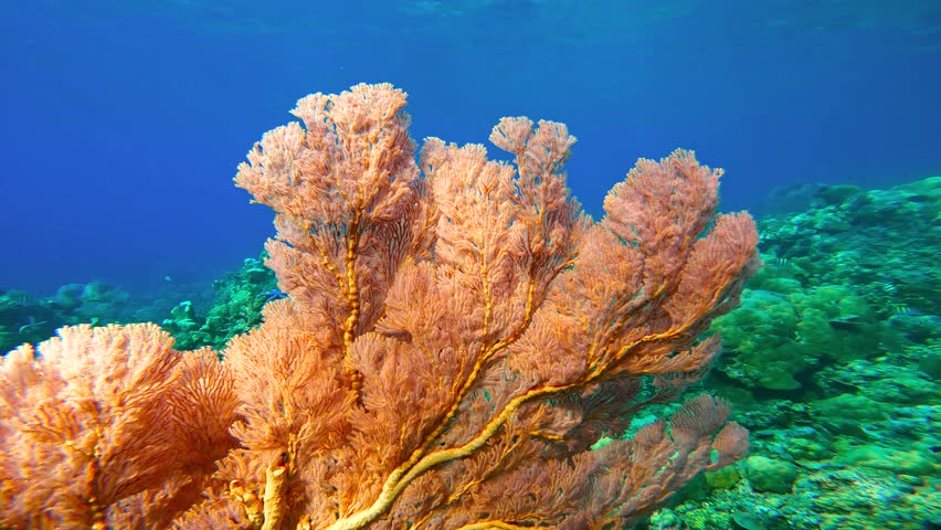 A large orange gorgonian sea fan coral grows on a vibrant coral reef underwater, Bali, Indonesia.