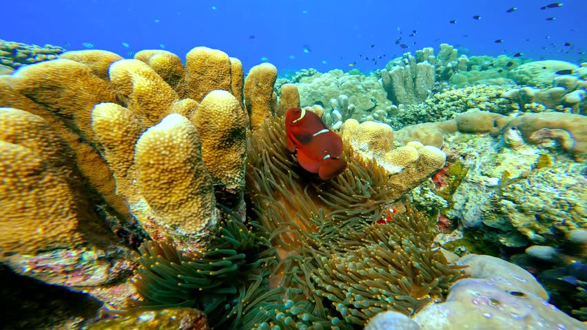 Underwater clownfish swim in an anemone next to coral on a marine reef in Raja Ampat, Indonesia.