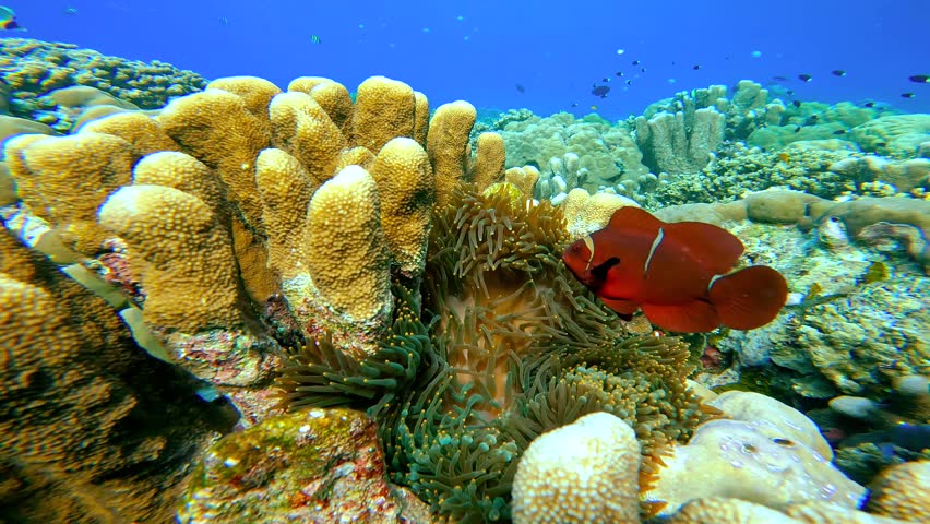 A colorful clownfish underwater nestled in an anemone among diverse marine coral reef, Raja Ampat, Indonesia.