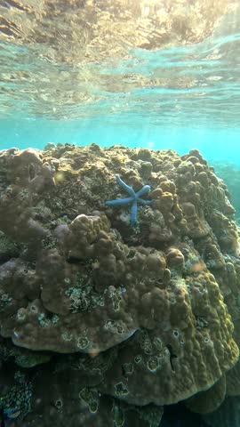 Underwater view of a blue starfish resting on coral reef with sunlight filtering from the surface in Raja Ampat, Indonesia.