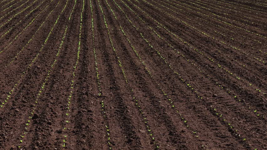 Growing eco friendly sunflower crops in neat rows on field during agriculture work. Forming young sunflower lines across cultivated soil for natural growth. Starting sustainable agriculture by working