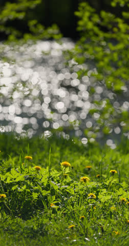 dandelions on the foreground, background of the glare of water on the lake in full focus on a sunny day