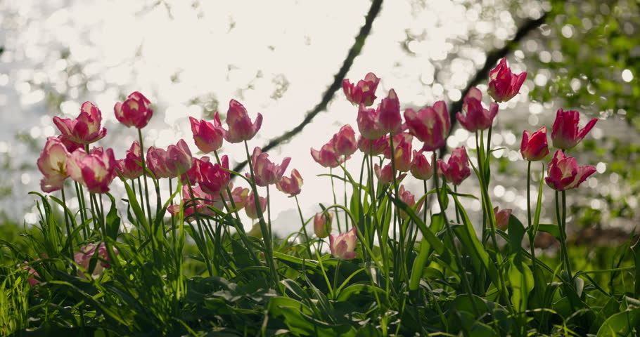 An idyllic garden scene showcasing bright pink tulips illuminated by warm sunlight in St.Petersburg, Russia, pond on background, conveying vibrancy, freshness, sun reflections on water surface