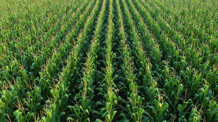 Lush green corn crop plantation field in diminishing perspective seen from the drone point of view, 4K aerial shot