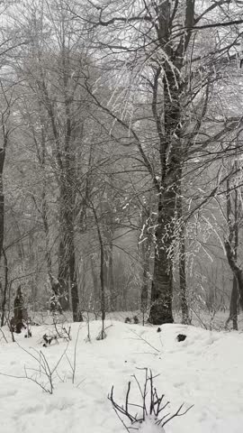 Tbilisi National Park At Sabaduri Mountain. Frozen forest. Georgia