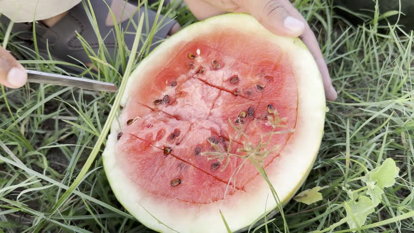 In the Heart of the Fields: Cutting Juicy Watermelons One by One, Cutting Open Fresh Watermelons Straight from the Farm