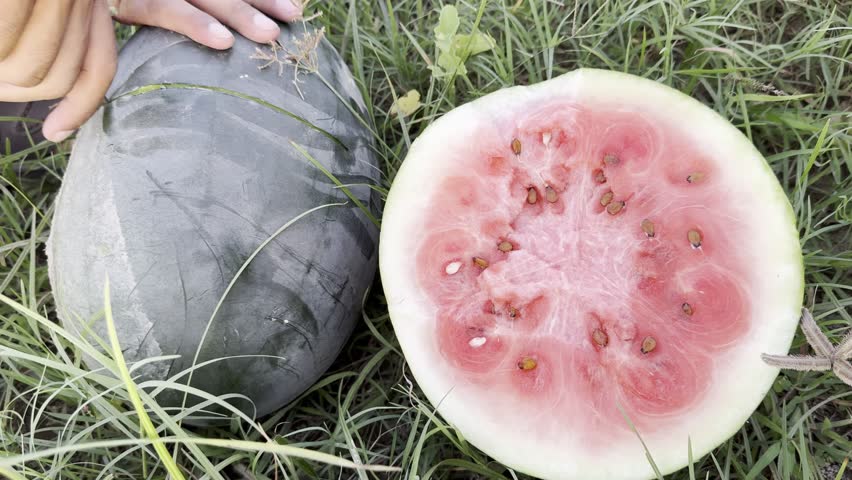 In the Heart of the Fields: Cutting Juicy Watermelons One by One, Cutting Open Fresh Watermelons Straight from the Farm