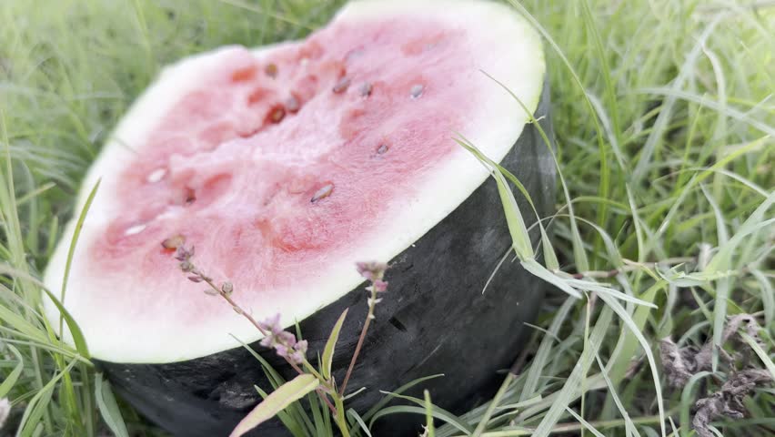 In the Heart of the Fields: Cutting Juicy Watermelons One by One, Cutting Open Fresh Watermelons Straight from the Farm