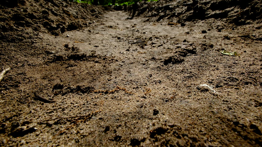 Slowly rising camera from ground level revealing two rows of young cucumber plants growing in sand rich soil next to panel cattle trellis - video taken on very sunny day emitting sharp shadows