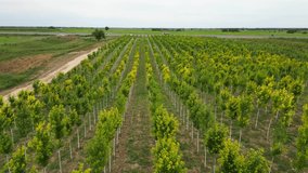 Tree sapling. Plant nursery. Cultivation of different types of trees. The view from the drone. - Powered by Shutterstock - Get 15% off with code: PIKWIZARD15