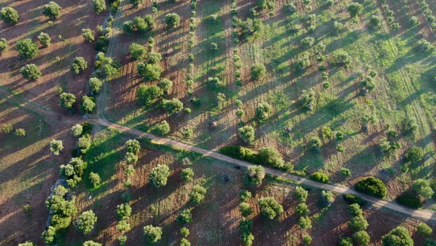 Drone footage of Puglia, Italy – showing green olive groves, palm trees, rural farmland, and Mediterranean vegetation under clear blue sky.
