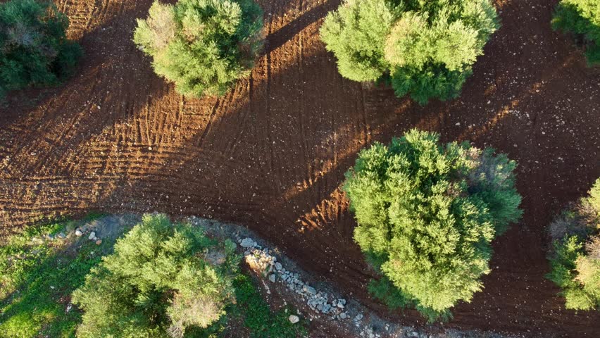 Drone footage of Puglia, Italy – showing green olive groves, palm trees, rural farmland, and Mediterranean vegetation under clear blue sky.