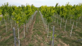 Tree sapling. Plant nursery. Cultivation of different types of trees. The view from the drone. - Powered by Shutterstock - Get 15% off with code: PIKWIZARD15