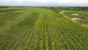 Tree sapling. Plant nursery. Cultivation of different types of trees. The view from the drone. - Powered by Shutterstock - Get 15% off with code: PIKWIZARD15