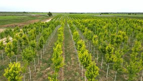 Tree sapling. Plant nursery. Cultivation of different types of trees. The view from the drone. - Powered by Shutterstock - Get 15% off with code: PIKWIZARD15