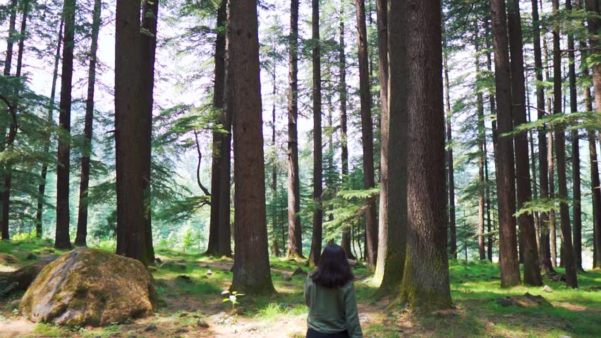 Young Indian woman walks through a pine forest, restoring health and psyche in nature. Forest baths. Active lifestyle. Tourist exploring pine forest in Manali, Himachal Pradesh, India. Travel concept
