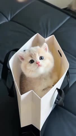 Adorable Kitten in Shopping Bag.
