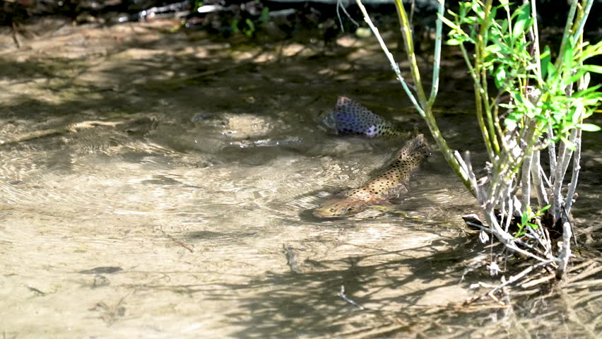 Cutthroat trout swimming in shallow water during spawning season in Utah.